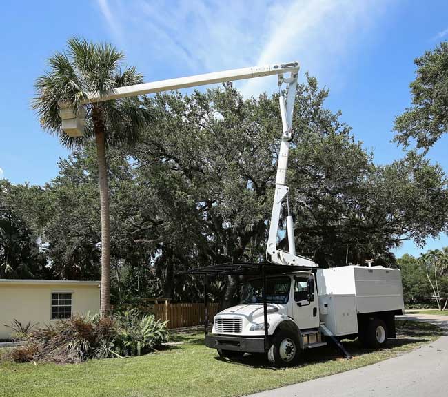 Home Tree Removal Company