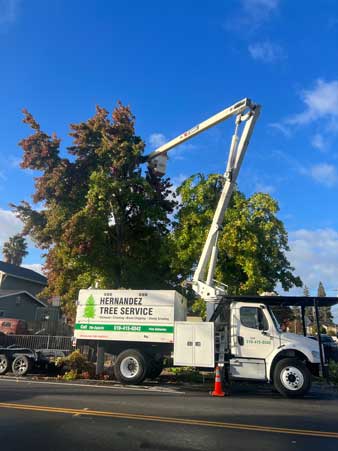 Residential Tree Pruning Services