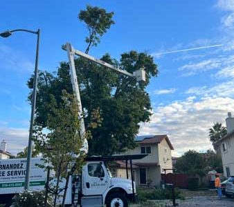 Best Residential Tree Pruning