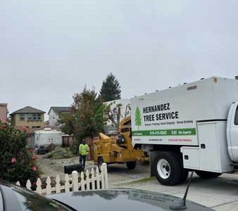 Best Residential Tree Services