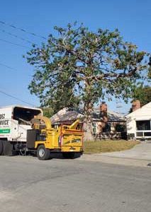 Quality Residential Tree Pruning