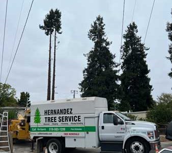 Quality Residential Tree Pruning Service