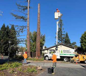 Quality Tree Removal Services