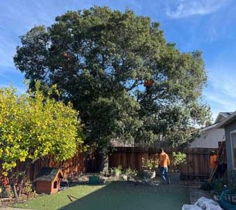 Residential Tree Pruning