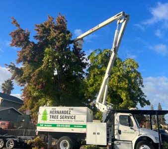 Residential Tree Pruning Project