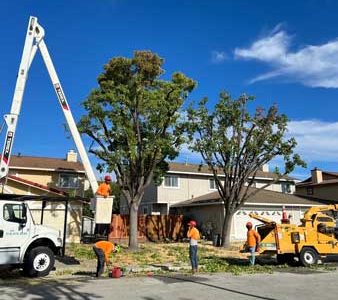 Residential Tree Removal Services