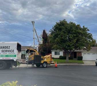 Residential Tree Services