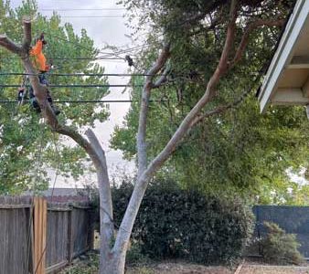 Tree Pruning Services