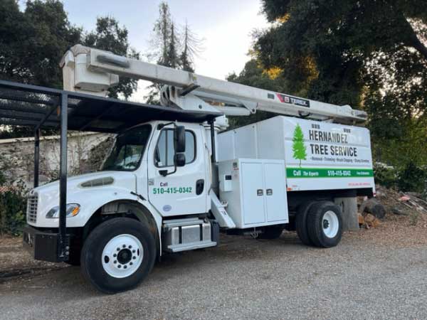 Tree Clearing Services Best Tree Services