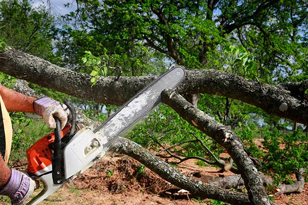 Learn More About Tree Removal Service
