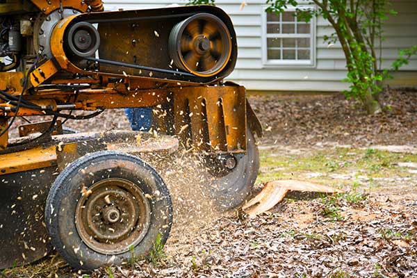 Learn More About Tree Stump Removal Service