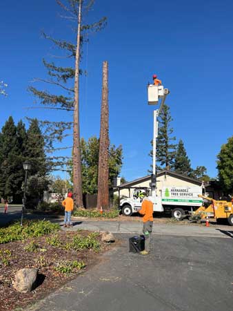 Tree Cutting Removal Services Professional Tree Removal Services