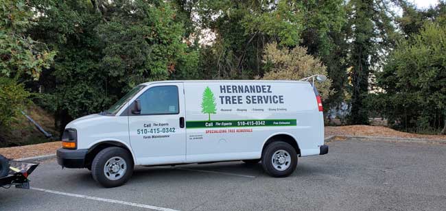 Tree Removal Expert Tree Removal Expert